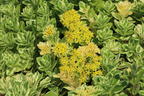 Fettblatt 'Atlantis' - Sedum takesimense 'Atlantis'