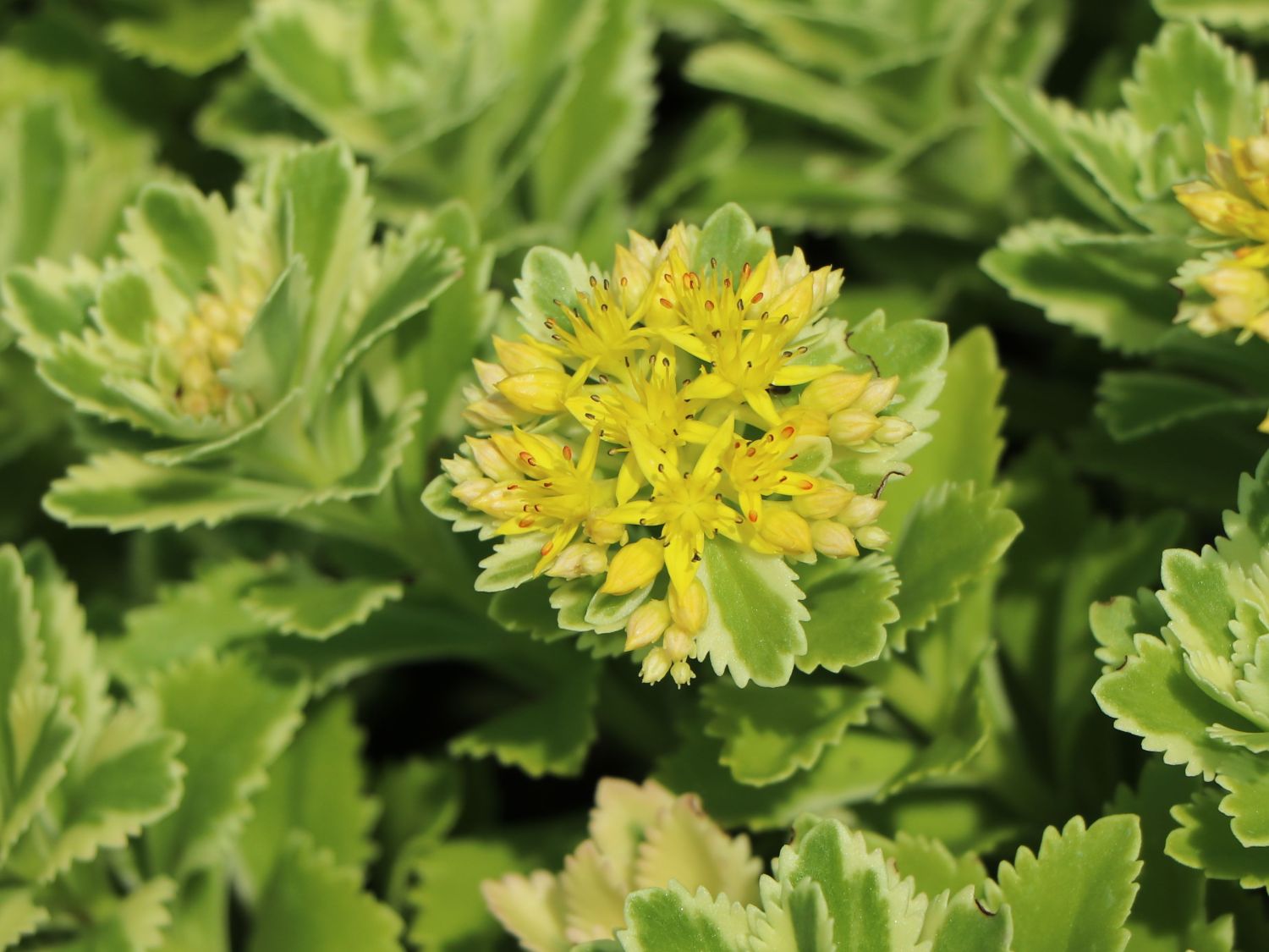 Fettblatt 'Atlantis' - Sedum takesimense 'Atlantis'