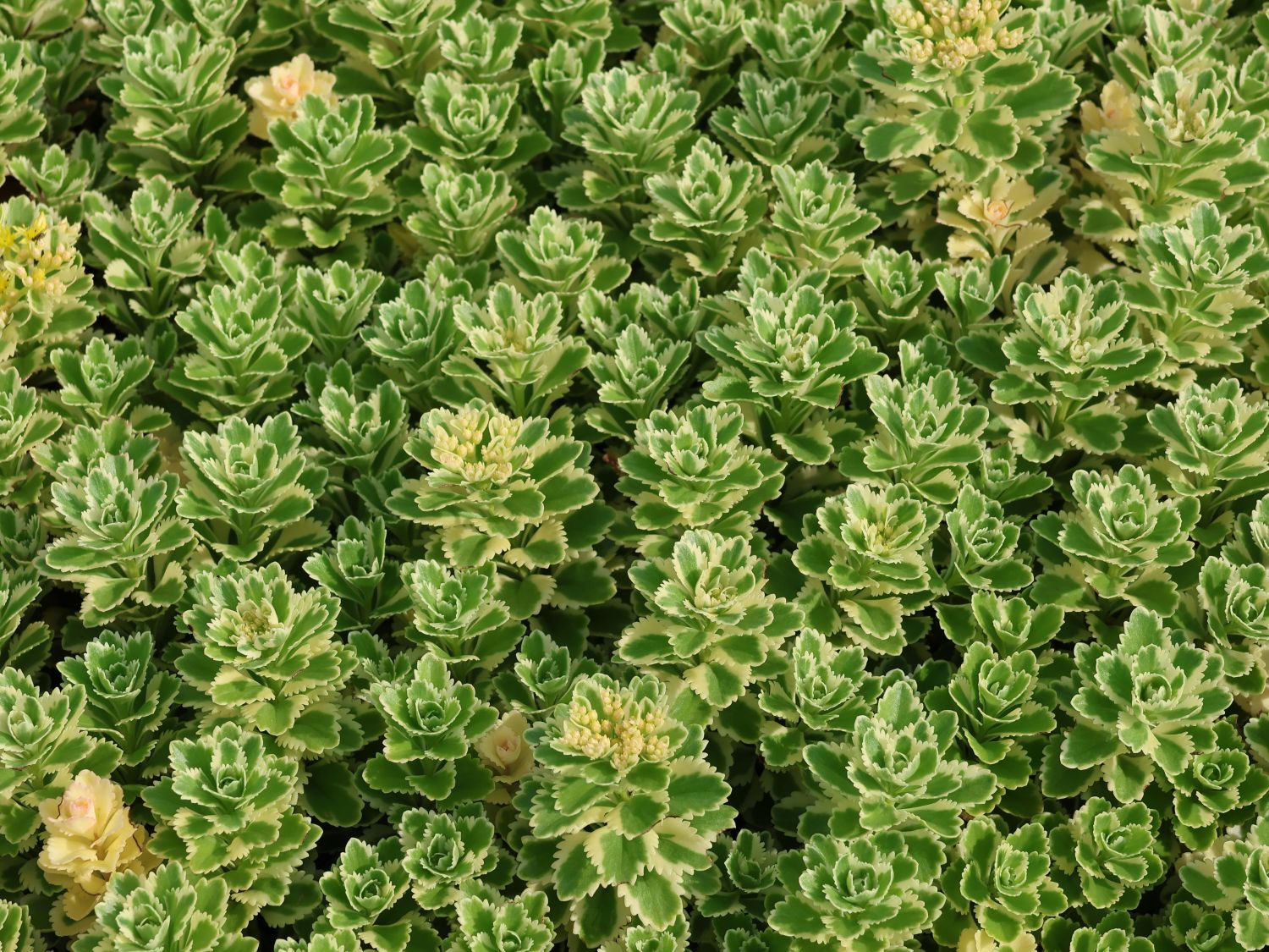 Fettblatt 'Atlantis' - Sedum takesimense 'Atlantis'