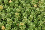 Fettblatt 'Atlantis' - Sedum takesimense 'Atlantis'