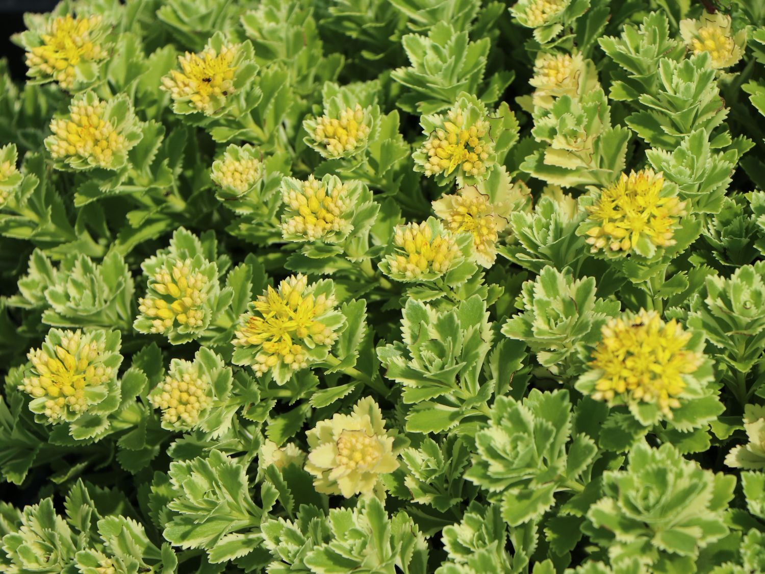 Fettblatt 'Atlantis' - Sedum takesimense 'Atlantis'