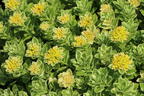 Fettblatt 'Atlantis' - Sedum takesimense 'Atlantis'