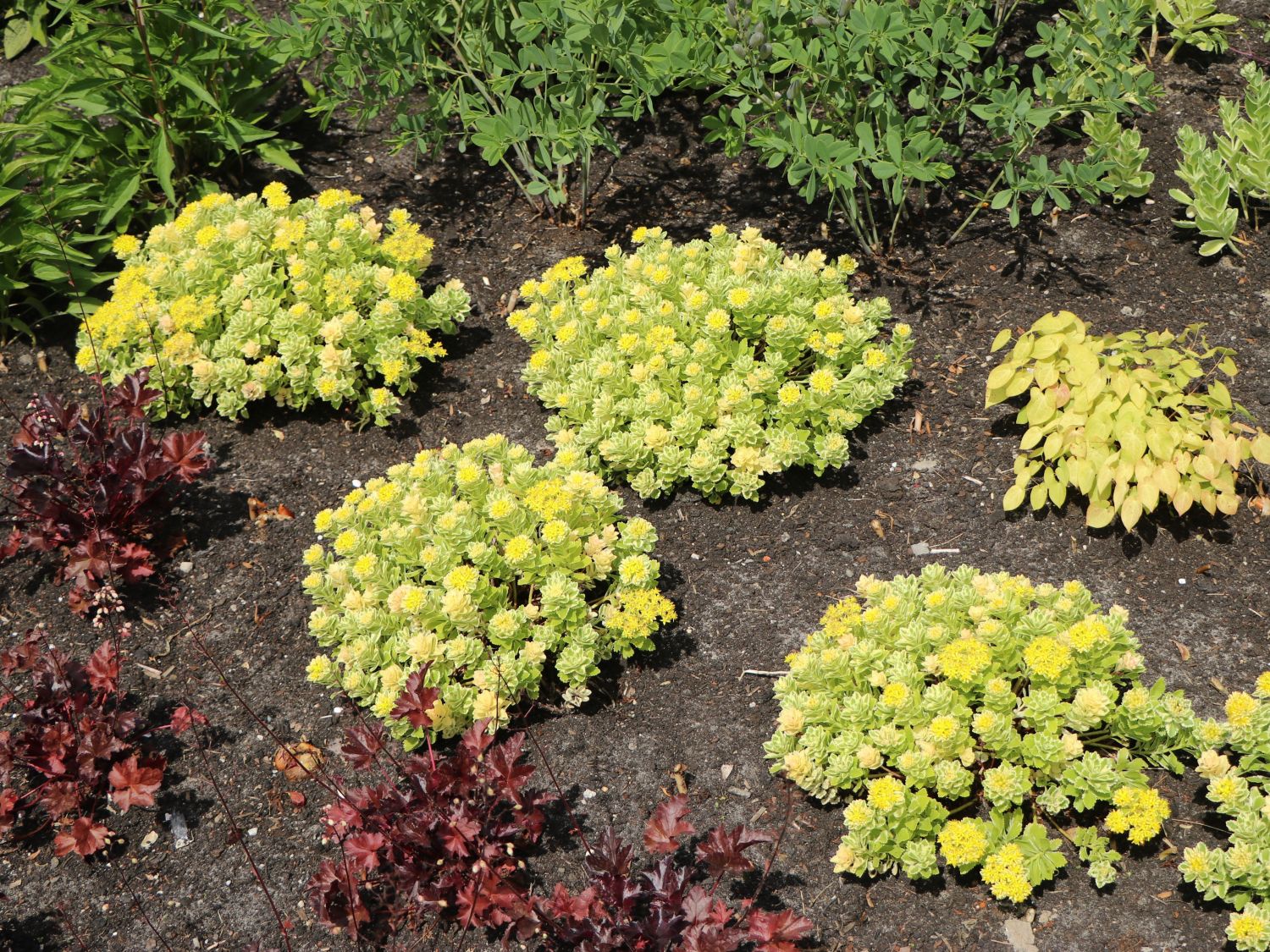 Fettblatt 'Atlantis' - Sedum takesimense 'Atlantis'