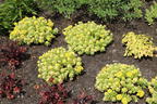 Fettblatt 'Atlantis' - Sedum takesimense 'Atlantis'
