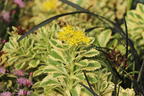 Fettblatt 'Atlantis' - Sedum takesimense 'Atlantis'