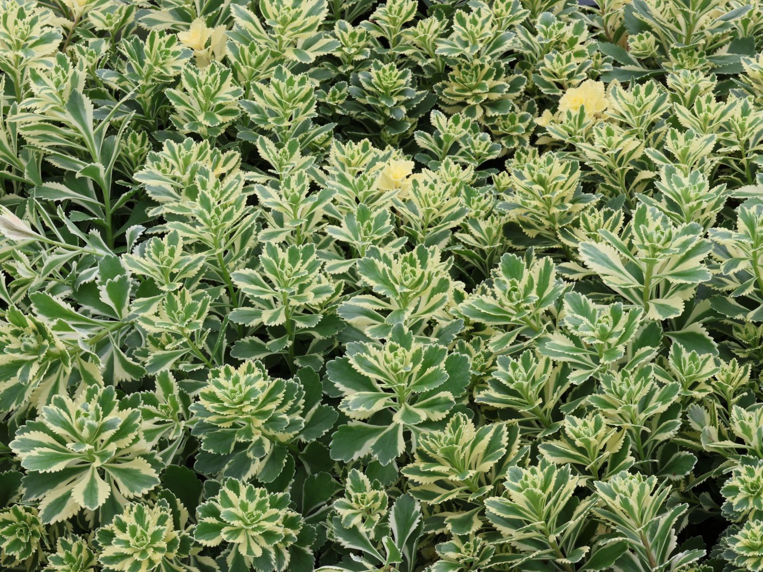 Fettblatt 'Atlantis' - Sedum takesimense 'Atlantis'