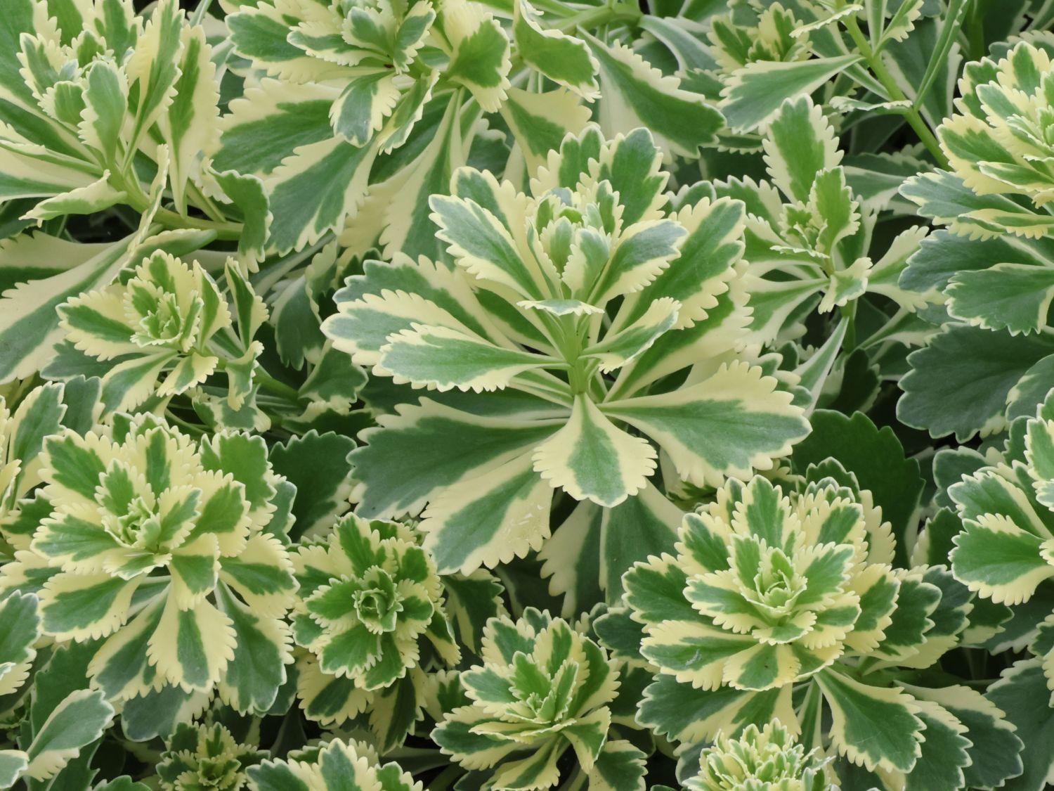 Fettblatt 'Atlantis' - Sedum takesimense 'Atlantis'