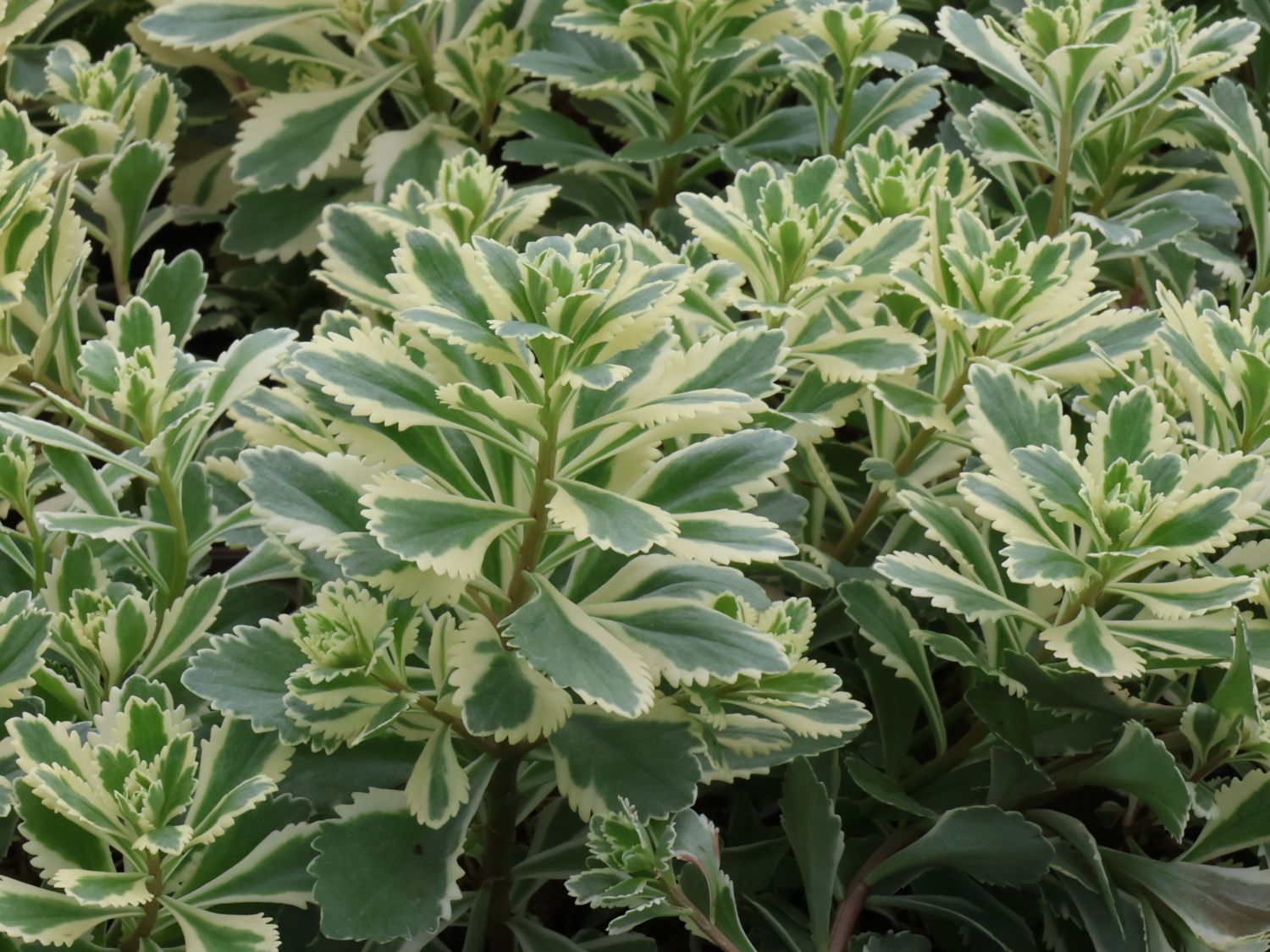 Fettblatt 'Atlantis' - Sedum takesimense 'Atlantis'