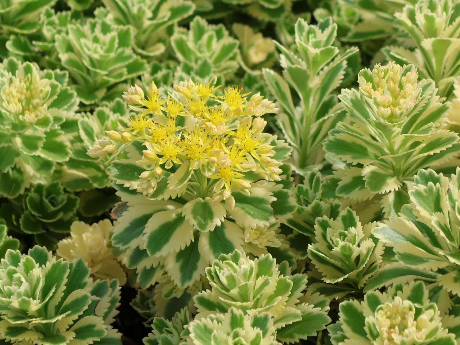 Fettblatt 'Atlantis' - Sedum takesimense 'Atlantis'