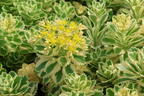 Fettblatt 'Atlantis' - Sedum takesimense 'Atlantis'