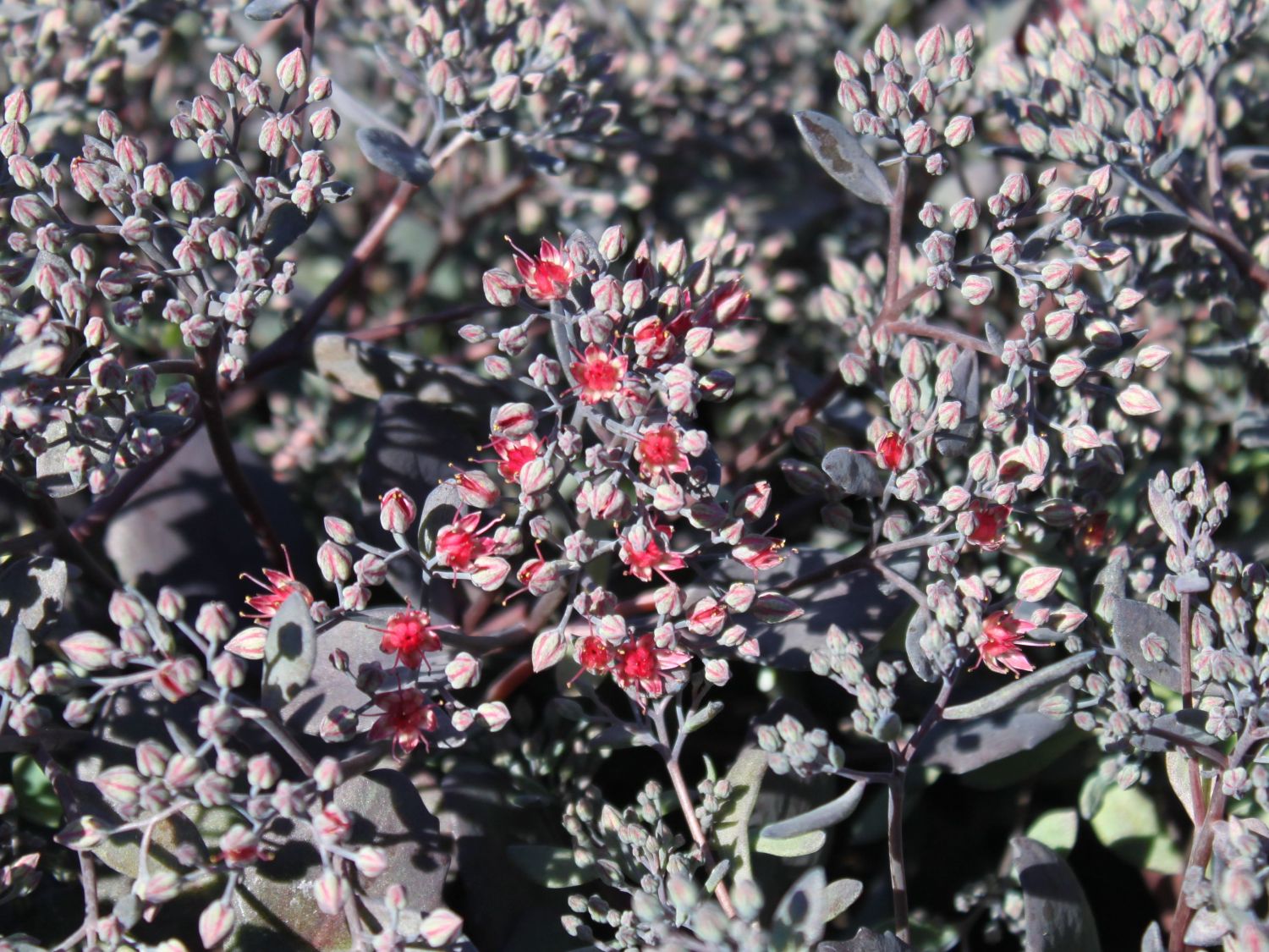 Fettblatt 'Bertram Anderson'