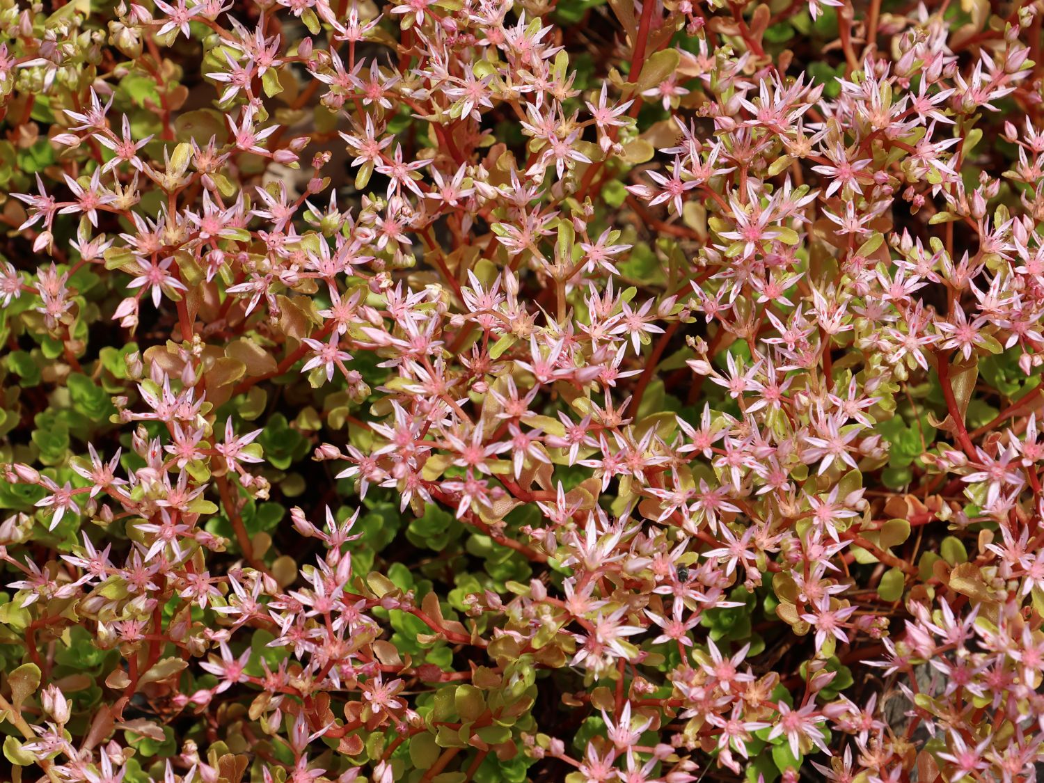 Asienfetthenne (Phedimus)