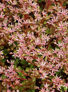 Asienfetthenne (Phedimus)