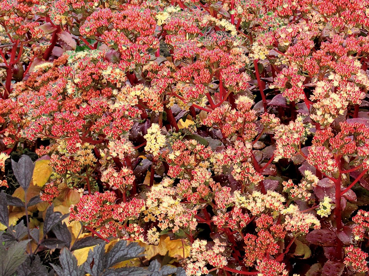 Fettblatt 'Peach Pearls'