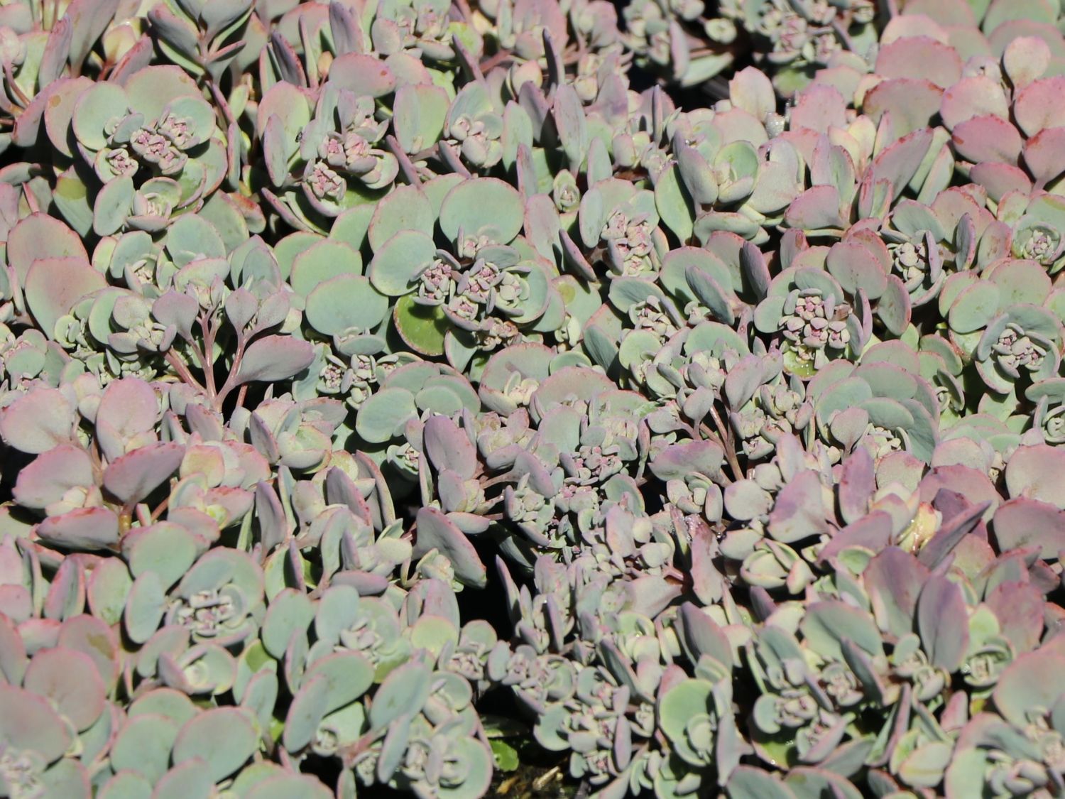 Fettblatt 'Robustum'