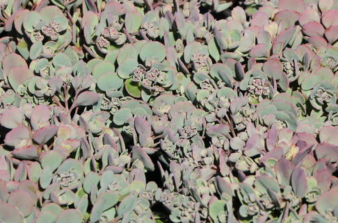 Fettblatt 'Robustum' - Sedum cauticola 'Robustum'