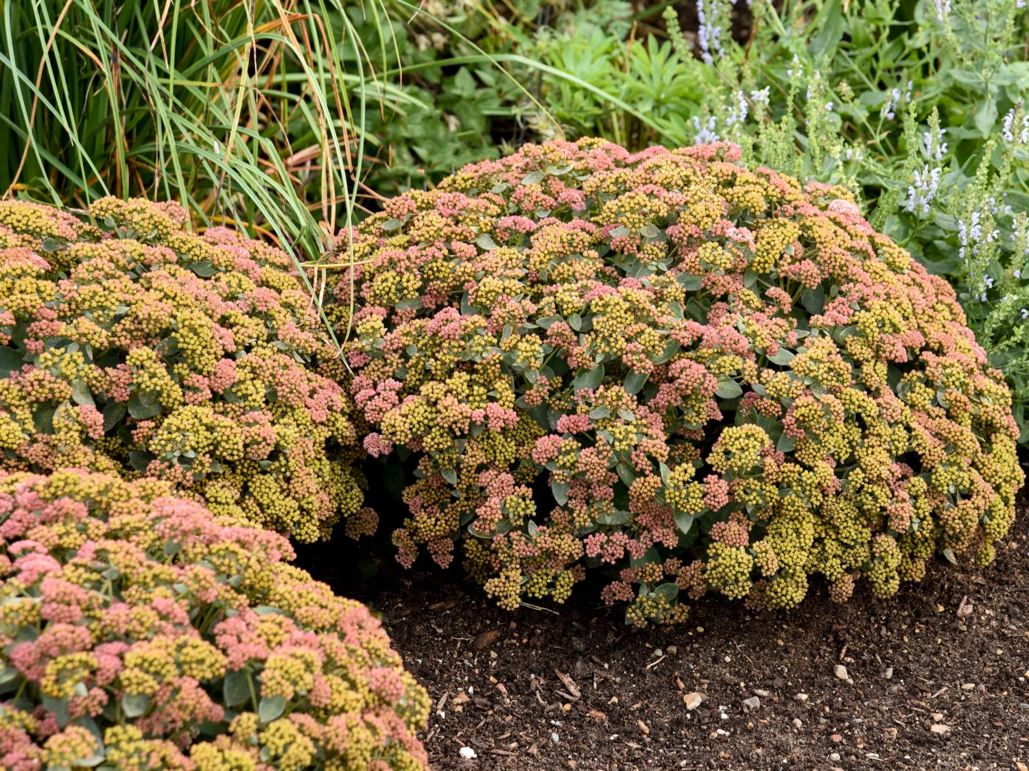 Fettblatt Rock 'N Grow 'Coraljade'