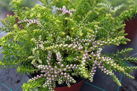 Fettblatt 'Sea Star' - Sedum pulchellum 'Sea Star'