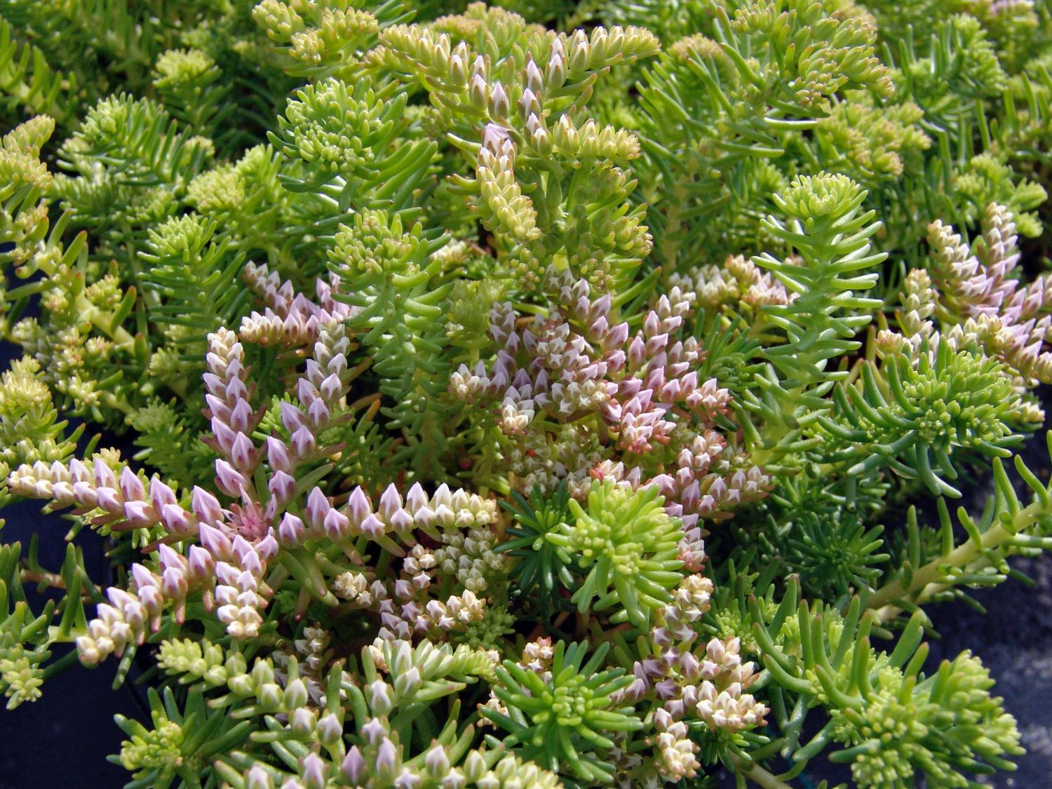 Fettblatt 'Sea Star' - Sedum pulchellum 'Sea Star'