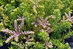 Fettblatt 'Sea Star' - Sedum pulchellum 'Sea Star'