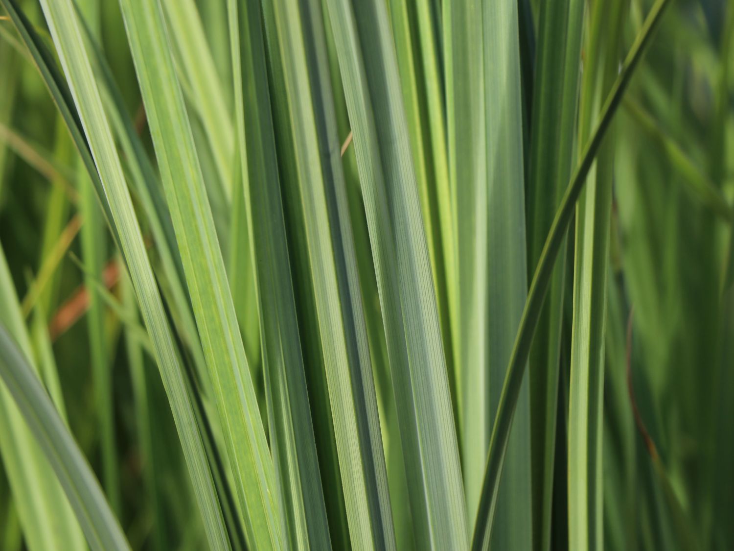 Feuchtwiesen Segge - Carex elata