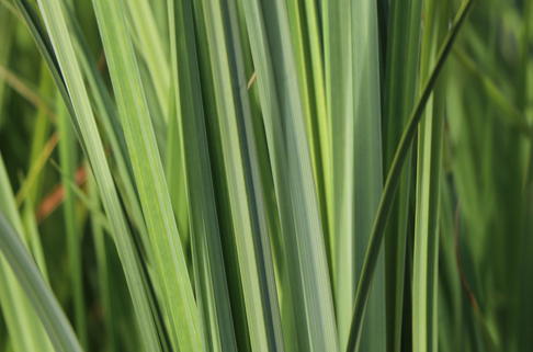 Feuchtwiesen Segge - Carex elata