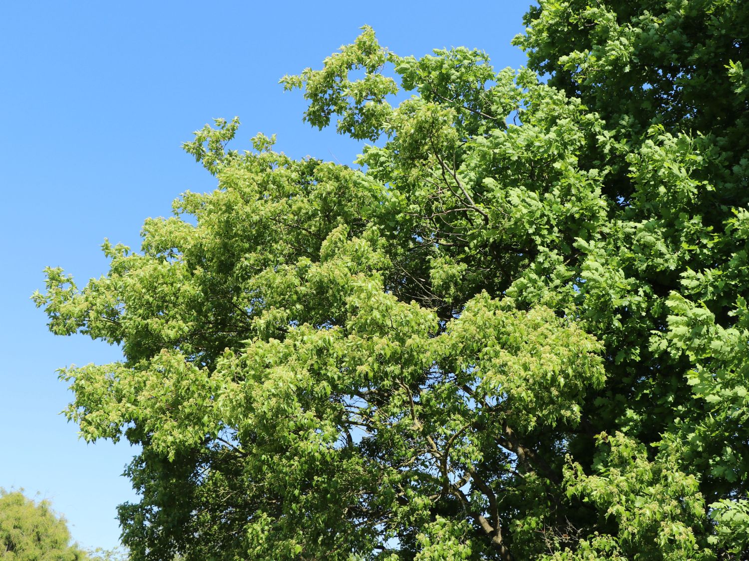 Feuer-Ahorn / Amur-Ahorn - Acer tataricum subsp. ginnala