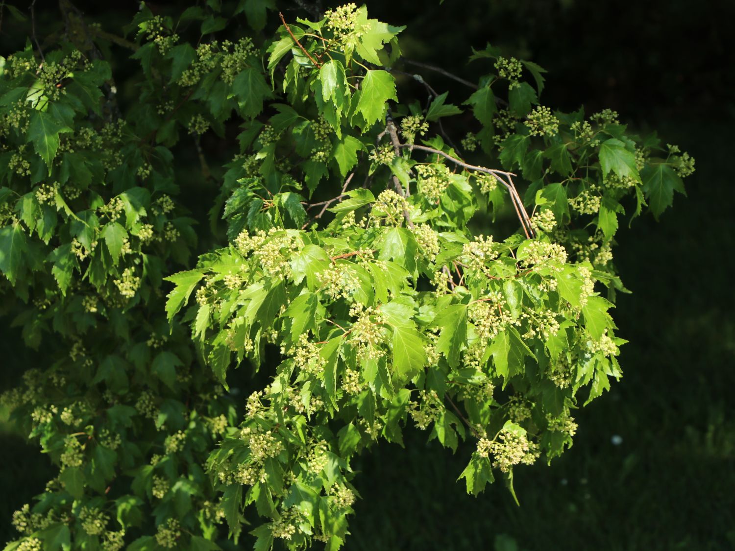 Feuer-Ahorn / Amur-Ahorn - Acer tataricum subsp. ginnala
