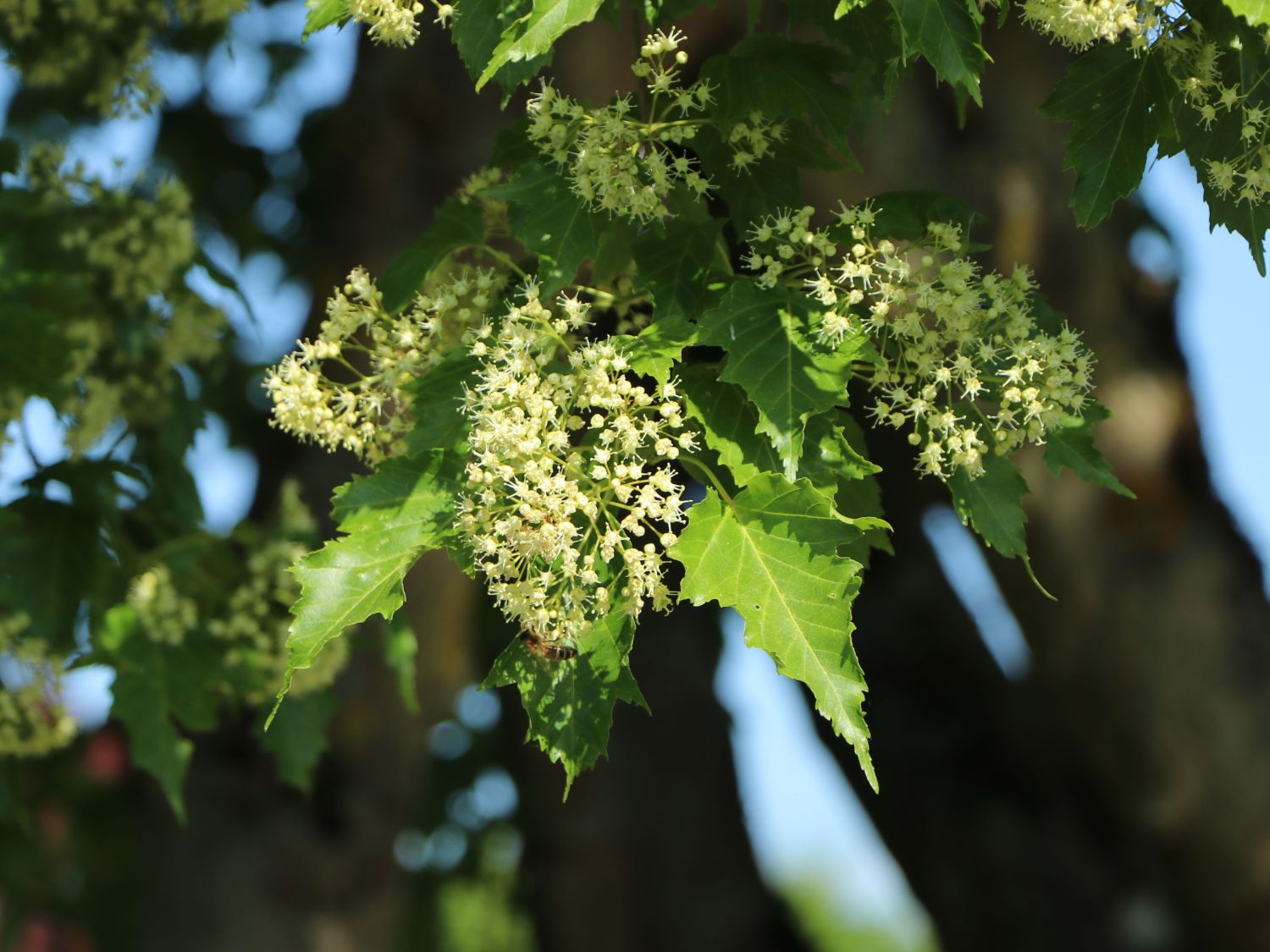 Feuer-Ahorn / Amur-Ahorn - Acer tataricum subsp. ginnala