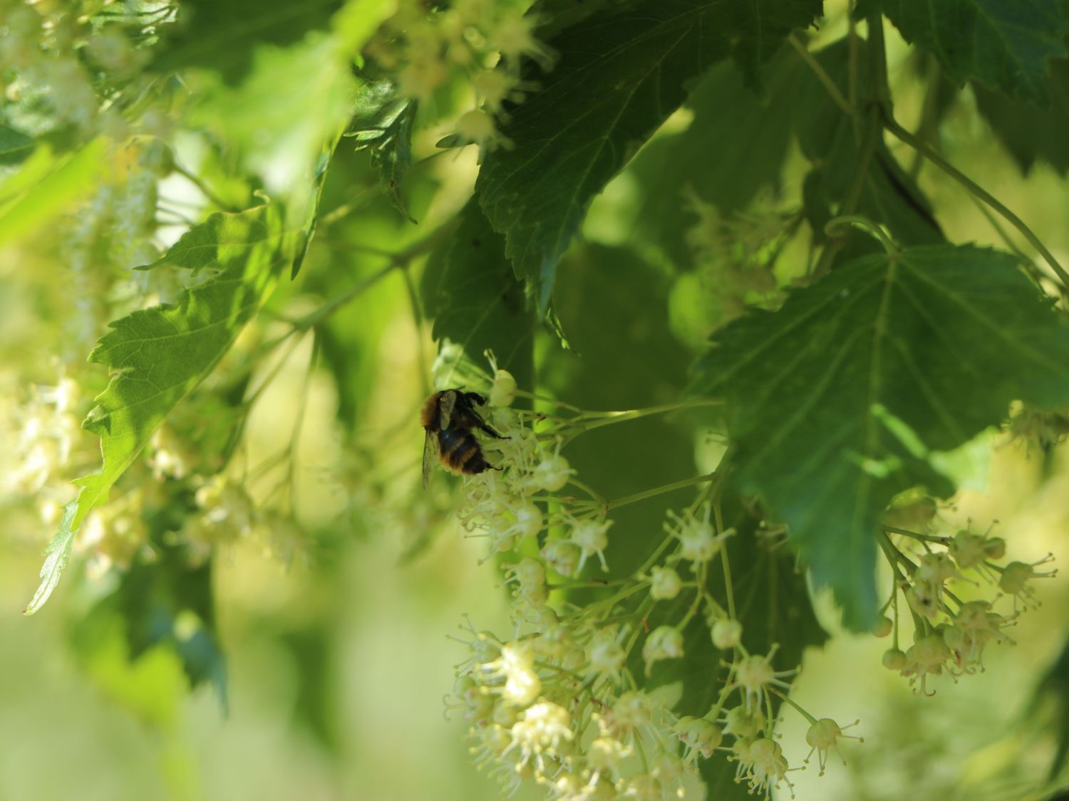 Feuer-Ahorn / Amur-Ahorn - Acer tataricum subsp. ginnala