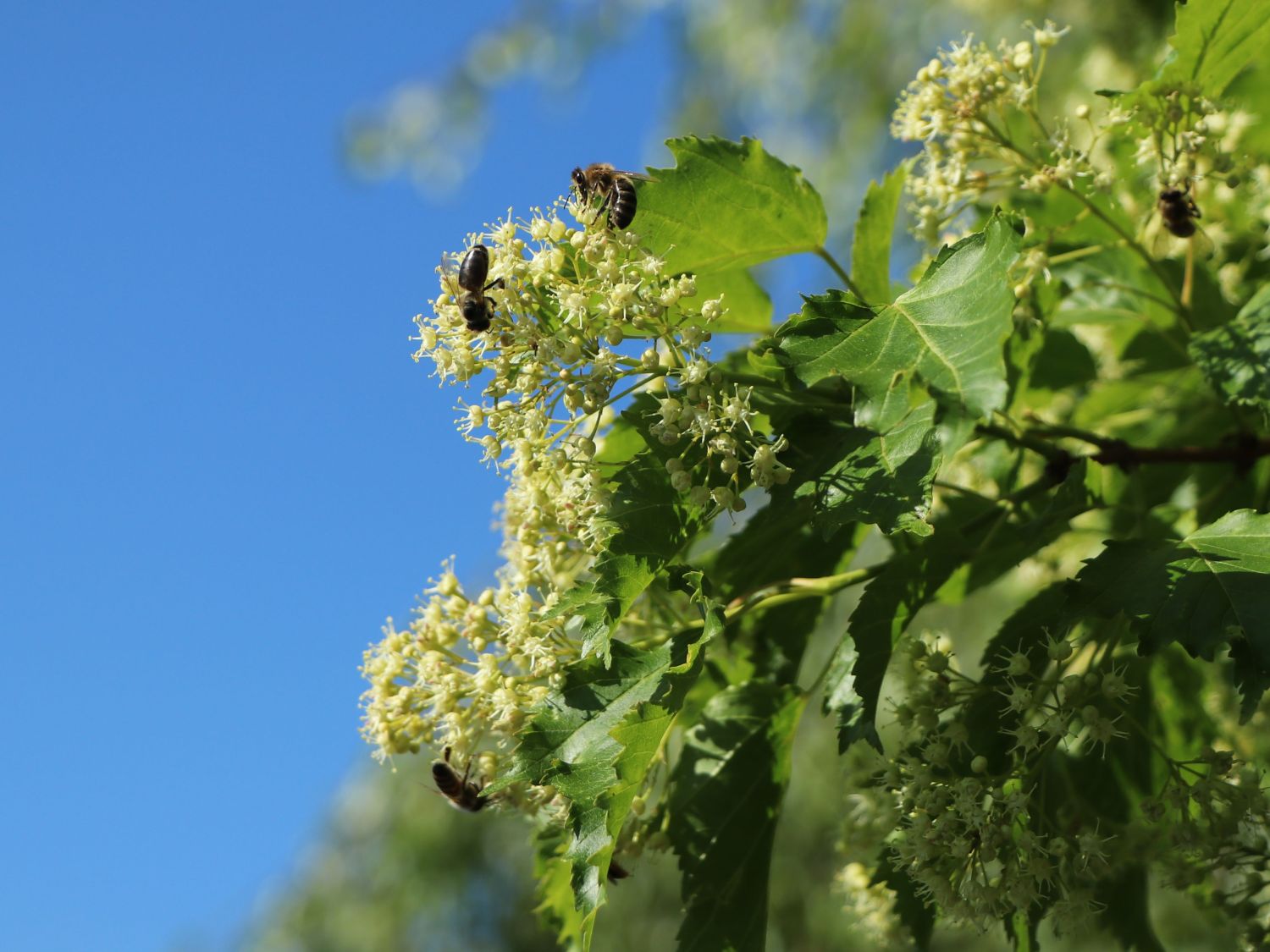 Feuer-Ahorn / Amur-Ahorn - Acer tataricum subsp. ginnala