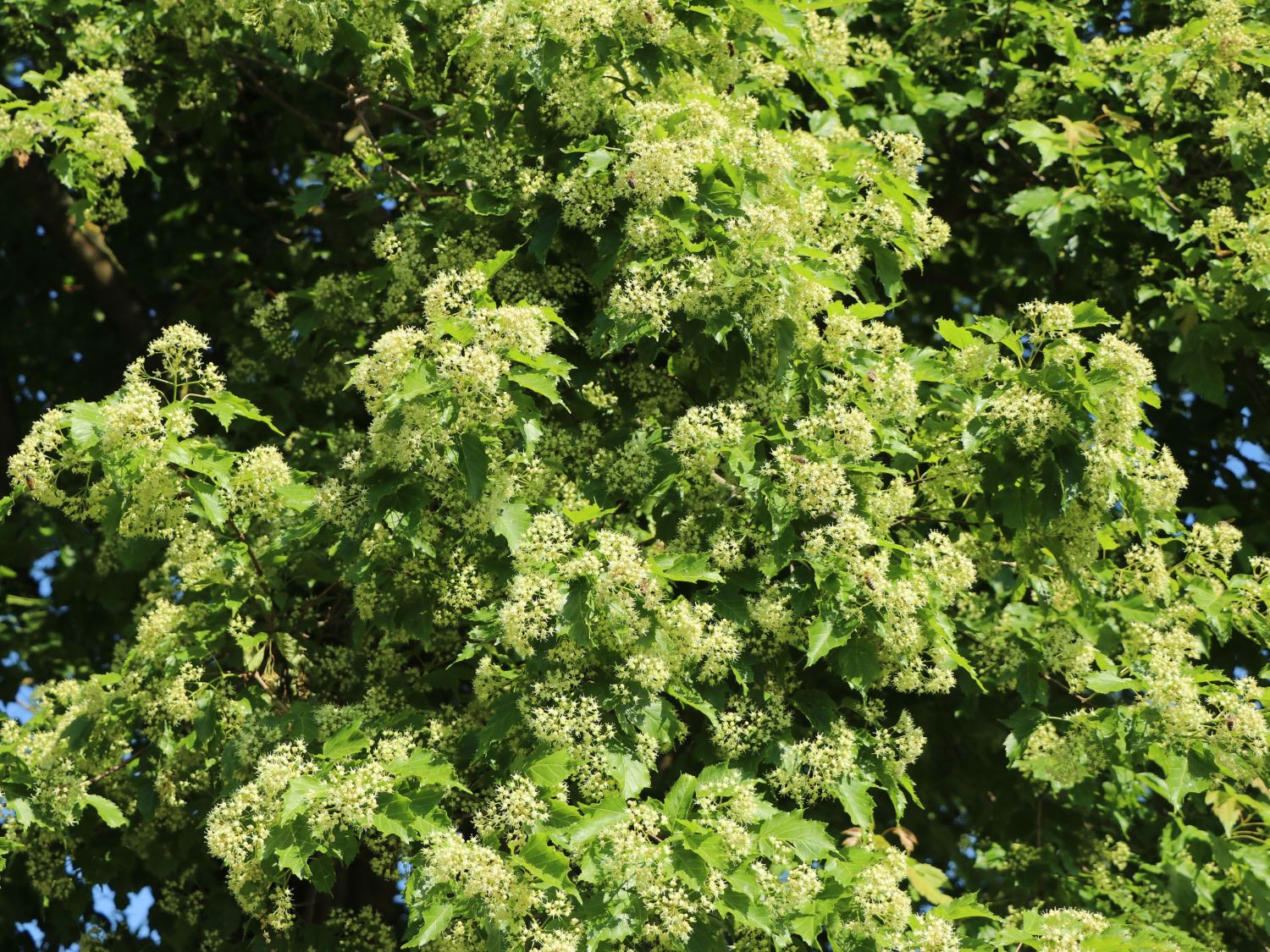 Feuer-Ahorn / Amur-Ahorn - Acer tataricum subsp. ginnala