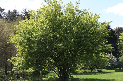 Feuerahorn - Acer ginnala