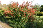 Feuerdorn 'Red Column' - Pyracantha coccinea 'Red Column'
