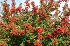 Feuerdorn 'Red Column' - Pyracantha coccinea 'Red Column'