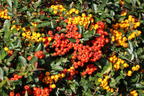 Feuerdorn 'Red Column' - Pyracantha coccinea 'Red Column'