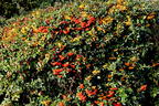 Feuerdorn 'Red Column' - Pyracantha coccinea 'Red Column'