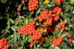 Feuerdorn 'Red Column' - Pyracantha coccinea 'Red Column'