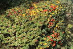 Feuerdorn 'Red Column' - Pyracantha coccinea 'Red Column'