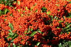 Feuerdorn 'Red Column' - Pyracantha coccinea 'Red Column'