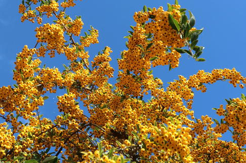 Feuerdorn Saphyr ® 'Flava' / 'Jaune' - Pyracantha Saphyr ® 'Flava' / 'Jaune'