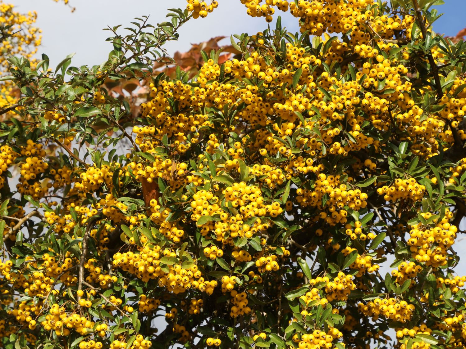Feuerdorn Saphyr ® 'Flava' / 'Jaune' - Pyracantha Saphyr ® 'Flava' / 'Jaune'