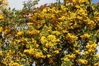 Feuerdorn Saphyr ® 'Flava' / 'Jaune' - Pyracantha Saphyr ® 'Flava' / 'Jaune'