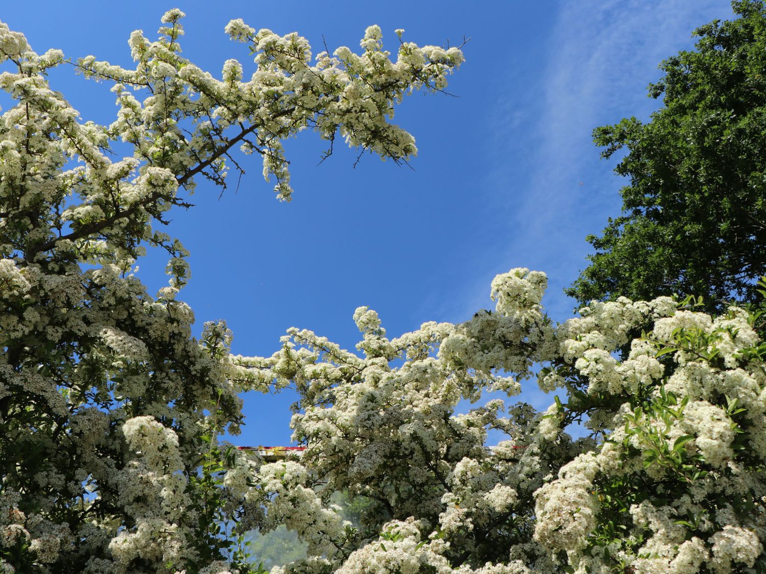 Feuerdorn Saphyr ® 'Flava' / 'Jaune' - Pyracantha Saphyr ® 'Flava' / 'Jaune'