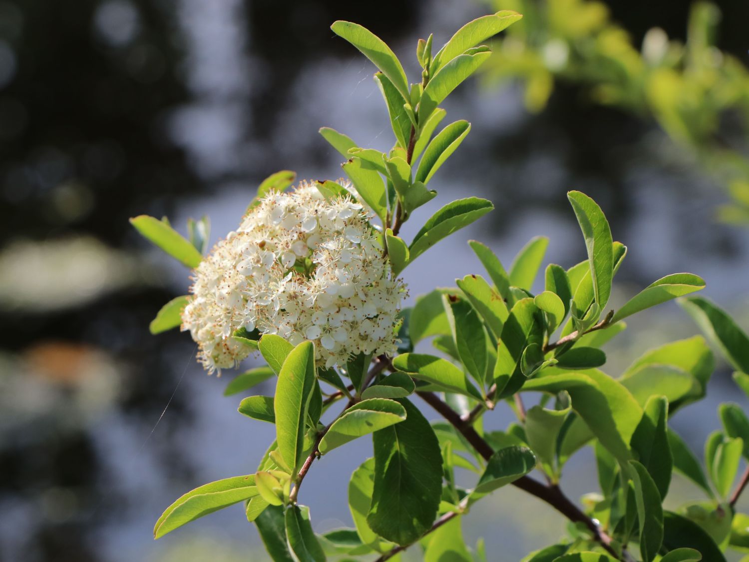 Feuerdorn Saphyr ® 'Flava' / 'Jaune' - Pyracantha Saphyr ® 'Flava' / 'Jaune'