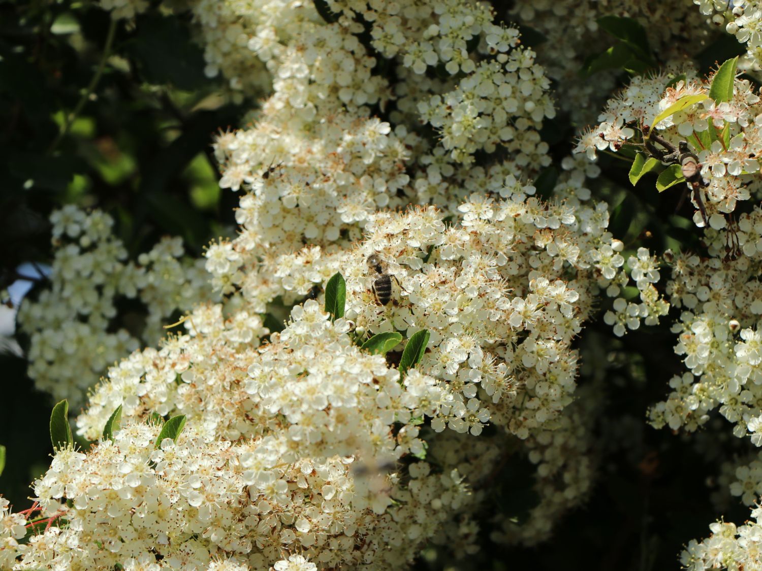 Feuerdorn Saphyr ® 'Flava' / 'Jaune' - Pyracantha Saphyr ® 'Flava' / 'Jaune'