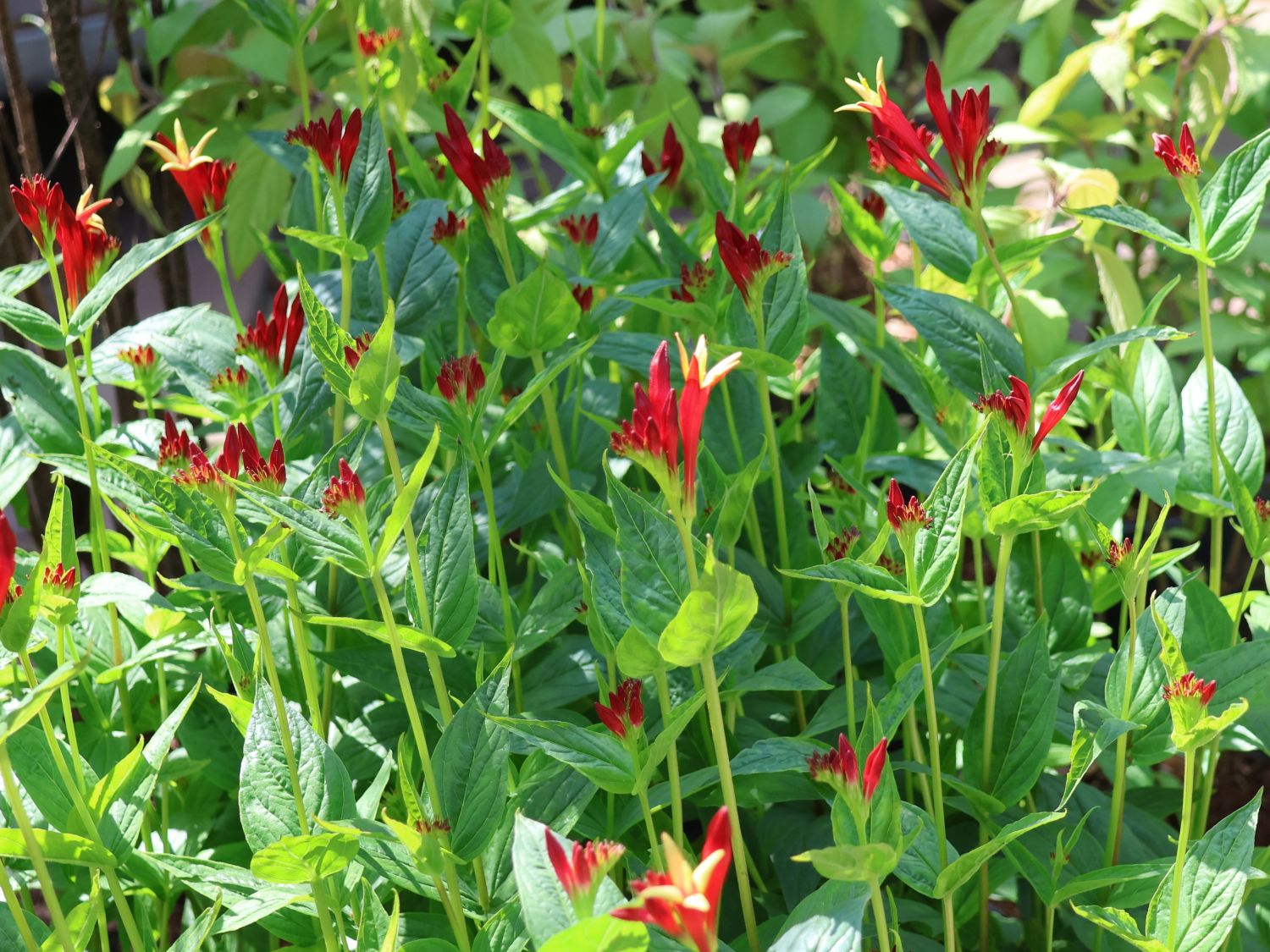 Feuerenzian 'Little Redhead'
