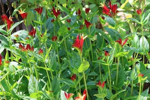 Feuerenzian 'Little Redhead' - Spigelia marilandica 'Little Redhead'