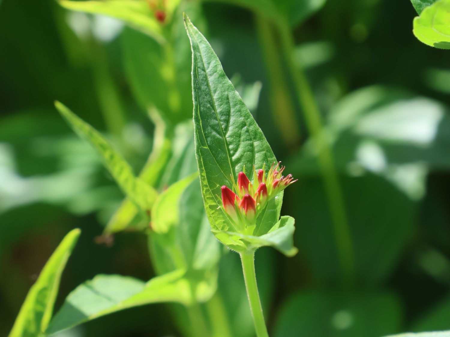 Feuerenzian 'Little Redhead' - Spigelia marilandica 'Little Redhead'