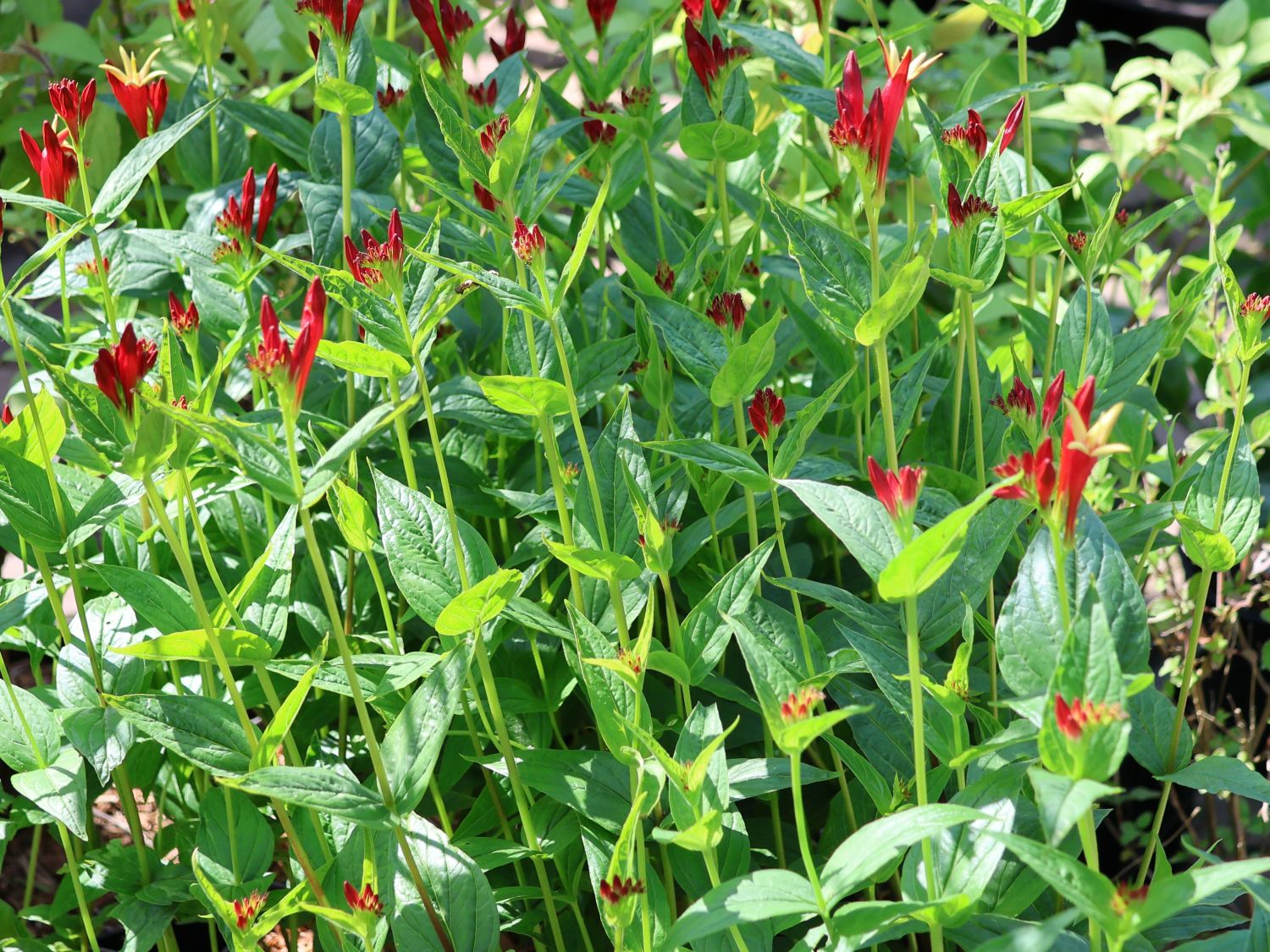 Feuerenzian 'Little Redhead' - Spigelia marilandica 'Little Redhead'